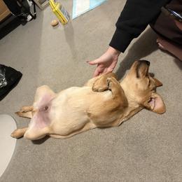 Labrador Retriever Puppies from Tsuki Labradors
