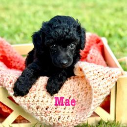 Mae - Black female Poodle puppy in Ardmore, Oklahoma from The Poodles of Green Acres