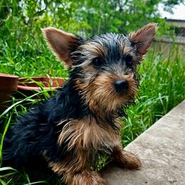 Roy (boy 1) - Black and tan male Yorkshire Terrier puppy in San Antonio, Texas from CISCOK9