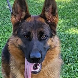 German Shepherd puppies from Von Kunstlerisch