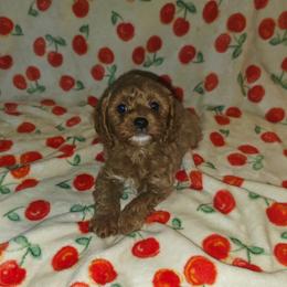 Tate - Red male Cavapoo puppy in Copan, Oklahoma from Lebel Cavapoos