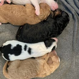 Bernedoodle Puppies from Beavercreek Bernedoodles
