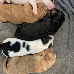 Bernedoodle Puppies from Beavercreek Bernedoodles