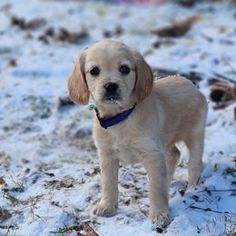 Cavapoo Puppies from Jessie's Puppies