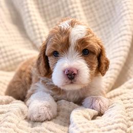 Juniper - Brown and white female Bernedoodle puppy in Travelers Rest, South Carolina from Bernedoodle.do