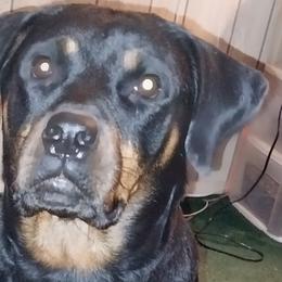 Maya - Rottweiler