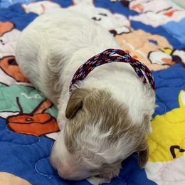 Poodle Puppies from Alisha Sneed's Bullmastiffs