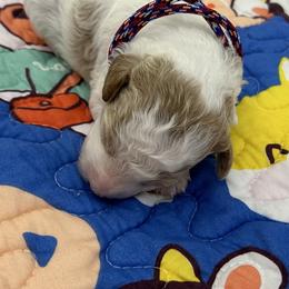 Poodle Puppies from Alisha Sneed's Bullmastiffs