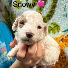 Snowy - White female Cavapoo puppy in Greensburg, Kentucky from Doodle Me Crazy