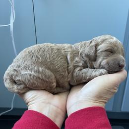 Goldendoodle Puppies from Wasatch Back Goldendoodles