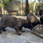 Leonberger Puppies from Yvain Leonbergers, LLC