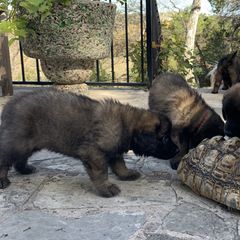 Leonberger Puppies from Yvain Leonbergers, LLC