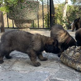 Leonberger Puppies from Yvain Leonbergers, LLC