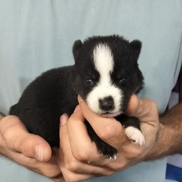 Grace - Black and white female Pomsky puppy in Spring Hill, Florida from PDQ Pomskies