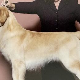 Cotons de Tulear and Golden Retrievers from Four Lochs LLC