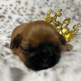 Baby girl - Red and tan female Shih Tzu puppy in Sherman, Texas from Shannon’s Sugar Sweet Shih Tzu’s