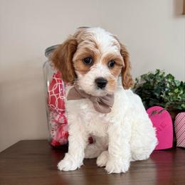 Dasher - Brown Collar - Blenheim male Cavapoo puppy in South Jordan, Utah from Simply Sweet Paws. LLC