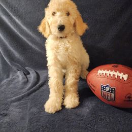 Goldendoodle Puppies from Hampton Blu Doodles