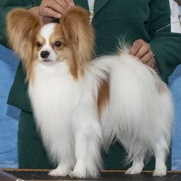 Papillon All Grown Up from Disyre Papillons