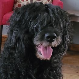 Blue  - Portuguese Water Dog