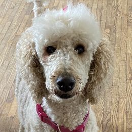 Diamond  - Poodle