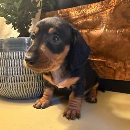 Ziggy (aka Pika) - Blue and tan female Dachshund puppy in Coopersburg, Pennsylvania from Barks and Burrows