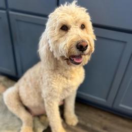 Mia - Cream female Goldendoodle puppy in Phelan, California from High Desert Doodles - the original