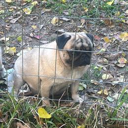 Gracie - Pug