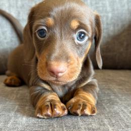 Max - Chocolate and tan male Dachshund puppy in Tonopah, Arizona from Brandie's Dachshunds