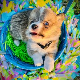 Neil Armstrong - Sable and white male American Corgi puppy in Cocoa, Florida from Cascadian Space Coast Corgis LLC