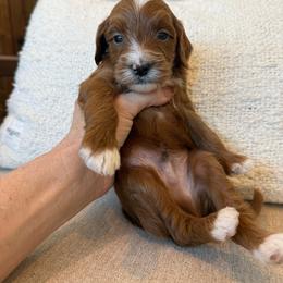 Miles - Red  male Goldendoodle puppy in Gilbert, Arizona from Doodle Bliss
