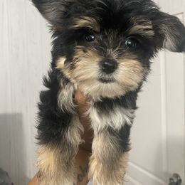 Girl 2 - Black and tan Yorkshire Terrier puppy in Catawba, North Carolina from Gamora’s Galactic Paw Pals
