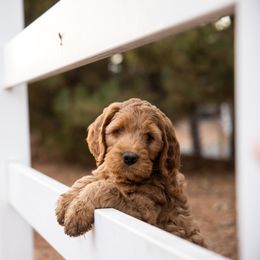Goldendoodle Puppies from Denver Doodles