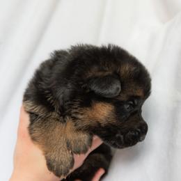 German Shepherd Puppies from Uinta Mountain Shepherds