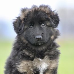 Boy 2 - German Shepherd puppy in Lincoln, California from Bären des Waldes