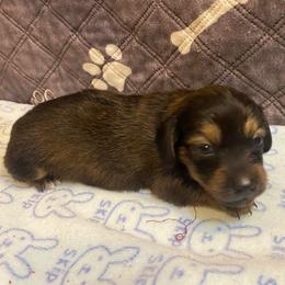 ZOEY- CKC REGISTERED FULL RIGHTS - Black female Dachshund puppy in Elizabethtown, Kentucky from Teeny Tiny Puppy Tails