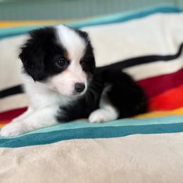 Bubinga (full tail) - Black tri male Miniature American Shepherd puppy in Olympia, Washington from Shamayim Acres ~ Miniature American Shepherds