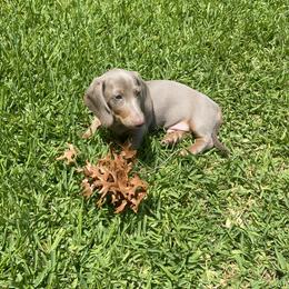 Dachshund Puppies from Amanda‘s Miniature Dachshund