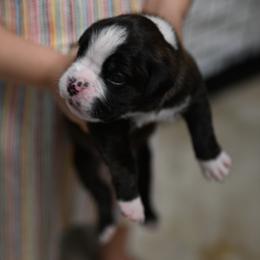 Boxer Puppies from Supreme Euro Boxers