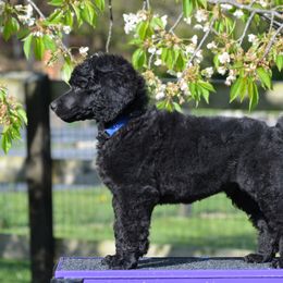 Poodle Puppies from D and D Standard Poodles