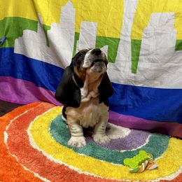 Forest🌲🐾💚 - Black brown and white Basset Hound puppy in Bremerton, Washington from Over the Rainbow Basset Hounds