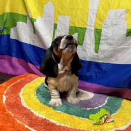 Forest🌲🐾💚 - Black brown and white Basset Hound puppy in Bremerton, Washington from Over the Rainbow Basset Hounds