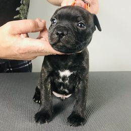 "Smiles Davis" - Black Staffordshire Bull Terrier puppy in Kentucky from Hunter's Staffordshire Bull Terriers