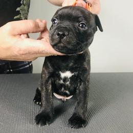 "Smiles Davis" - Black Staffordshire Bull Terrier puppy in Kentucky from Hunter's Staffordshire Bull Terriers