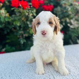 Bane - Parti male Labradoodle puppy in Elizabeth City, North Carolina from Howdy Doodles