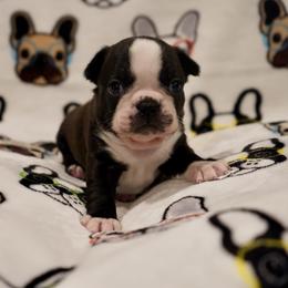 Cocoa - Black brindle and white male Boston Terrier puppy in Pennsylvania from Piper Hill Bostons