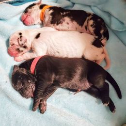 Great Dane Puppies from Dog in Mind Danes
