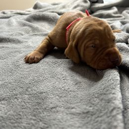 Red - Golden rust male Vizsla puppy in Maineville, Ohio from Izabella Vizslas