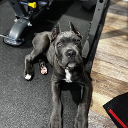 Cane Corso Puppies from Better Than You Cane Corso’s