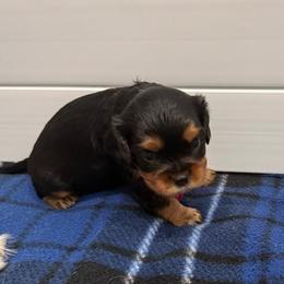 Millie (Helen) - Black and tan female Cavalier King Charles Spaniel puppy in Ocala, Florida from Ray of Sunshine Spaniels LLC